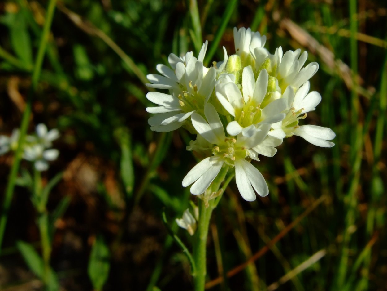 Икотник серо-зеленый — Berteroa incana