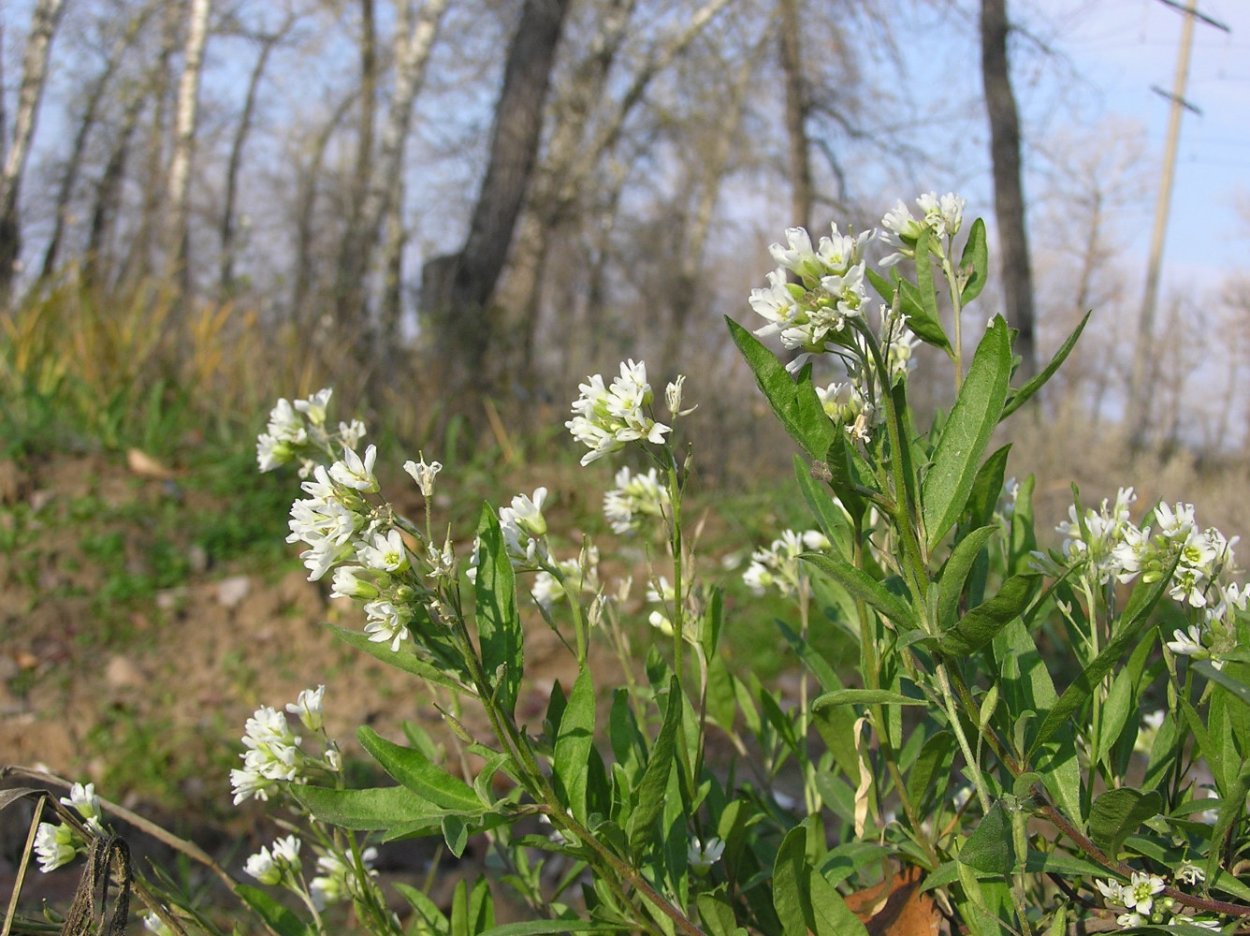 Икотник серый