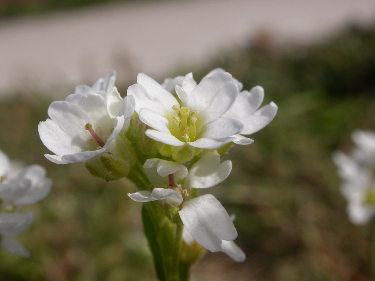 Икотник Бурачок