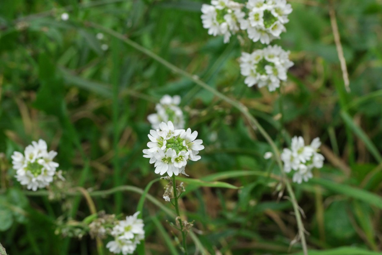 52. Икотник серо зеленый (Berteroa incana)