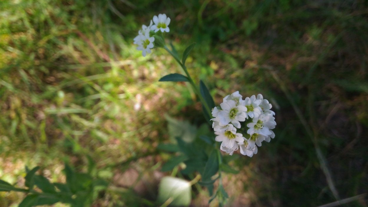 Икотник растение