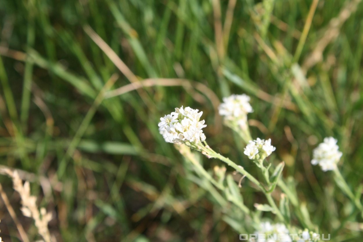 Икотник серый – Berteroa incana (l.) DC.