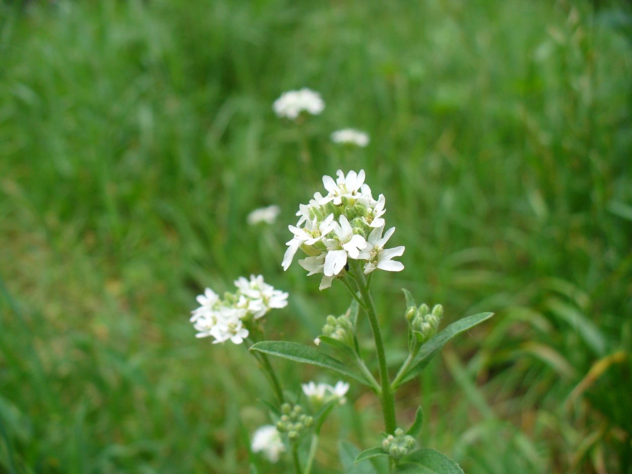 Икотник полевой как выглядит