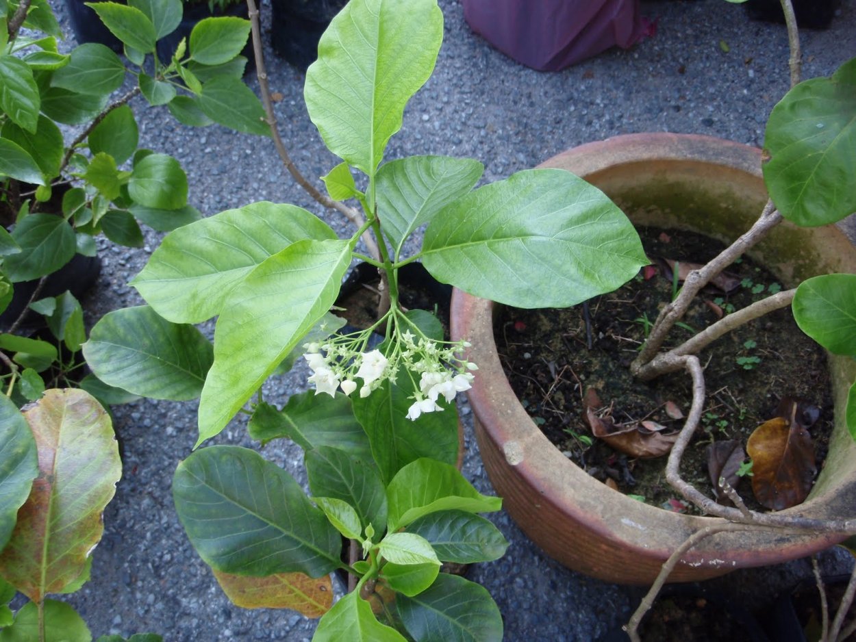 Камелия японская