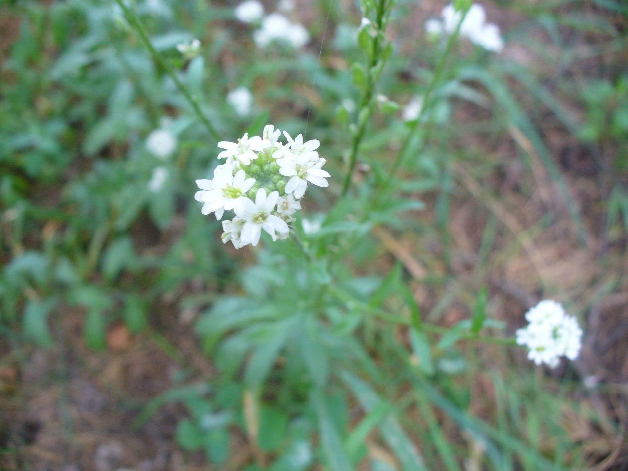 Икотник серо-зеленый