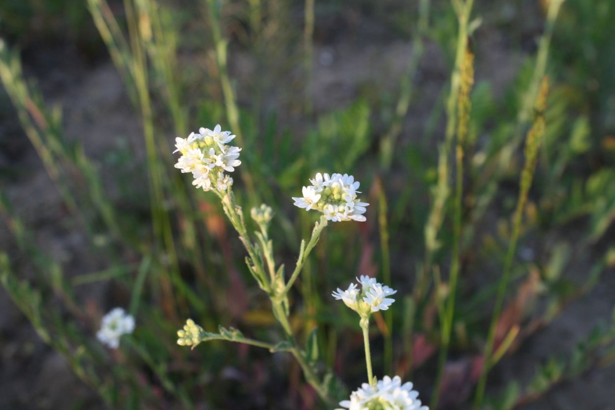 Икотник трава