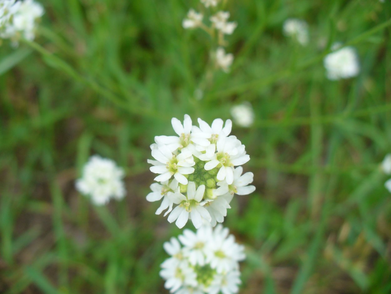 Икотник серо-зеленый