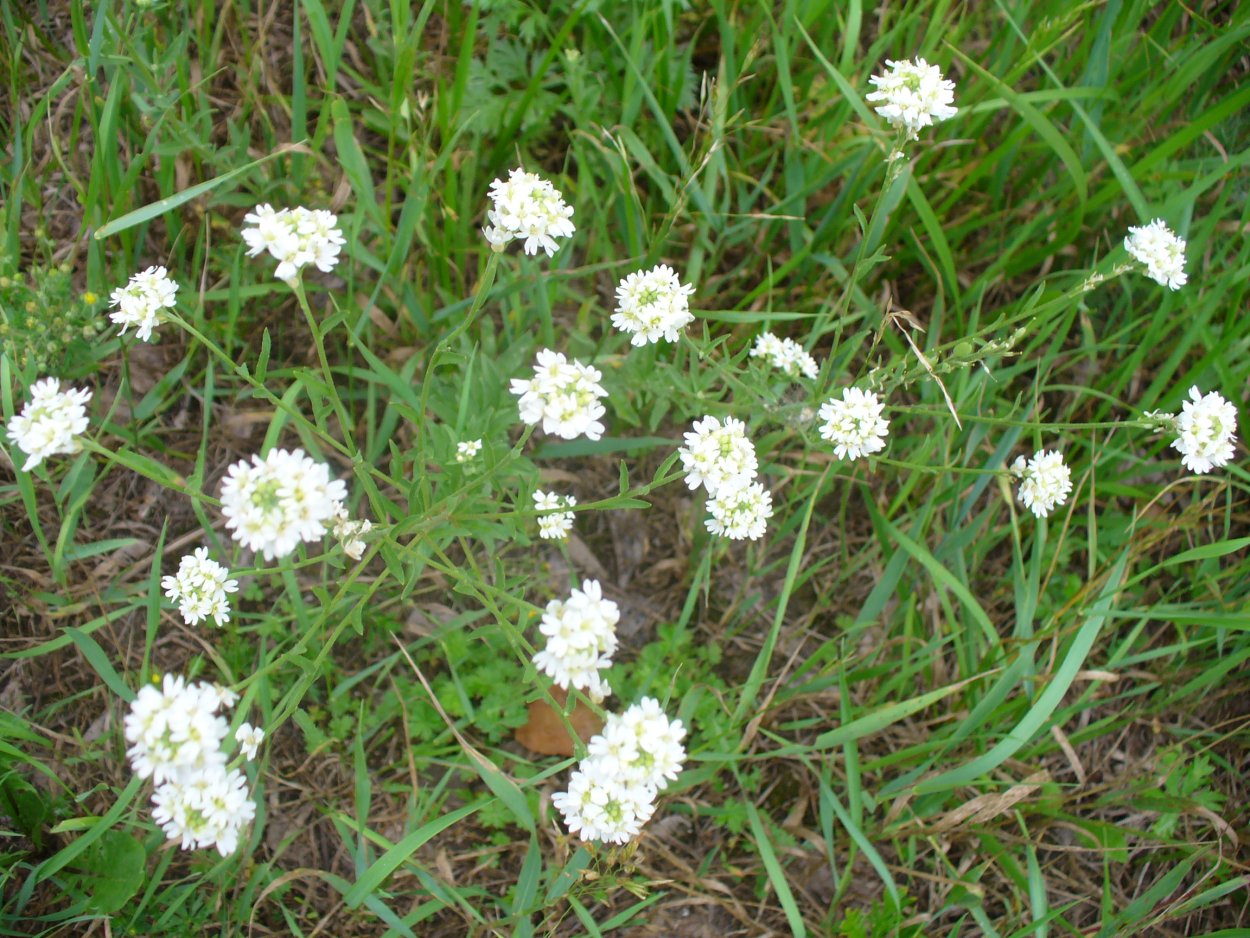 Икотник серо-зеленый гербарий