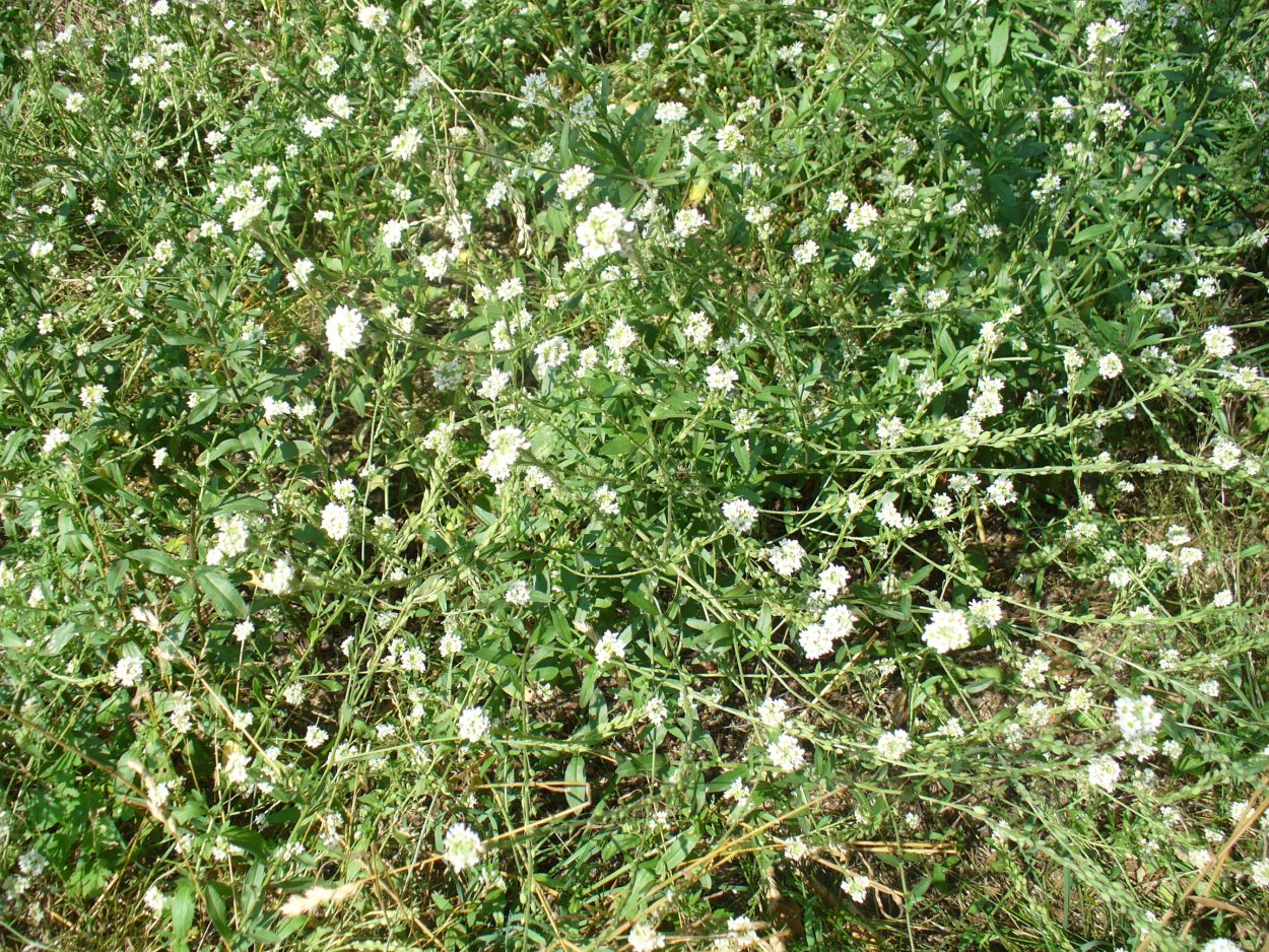 Растение на Песчаном склоне белое