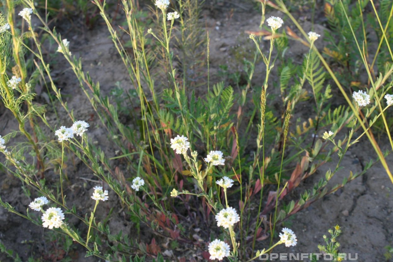 Икотник сухоцвет