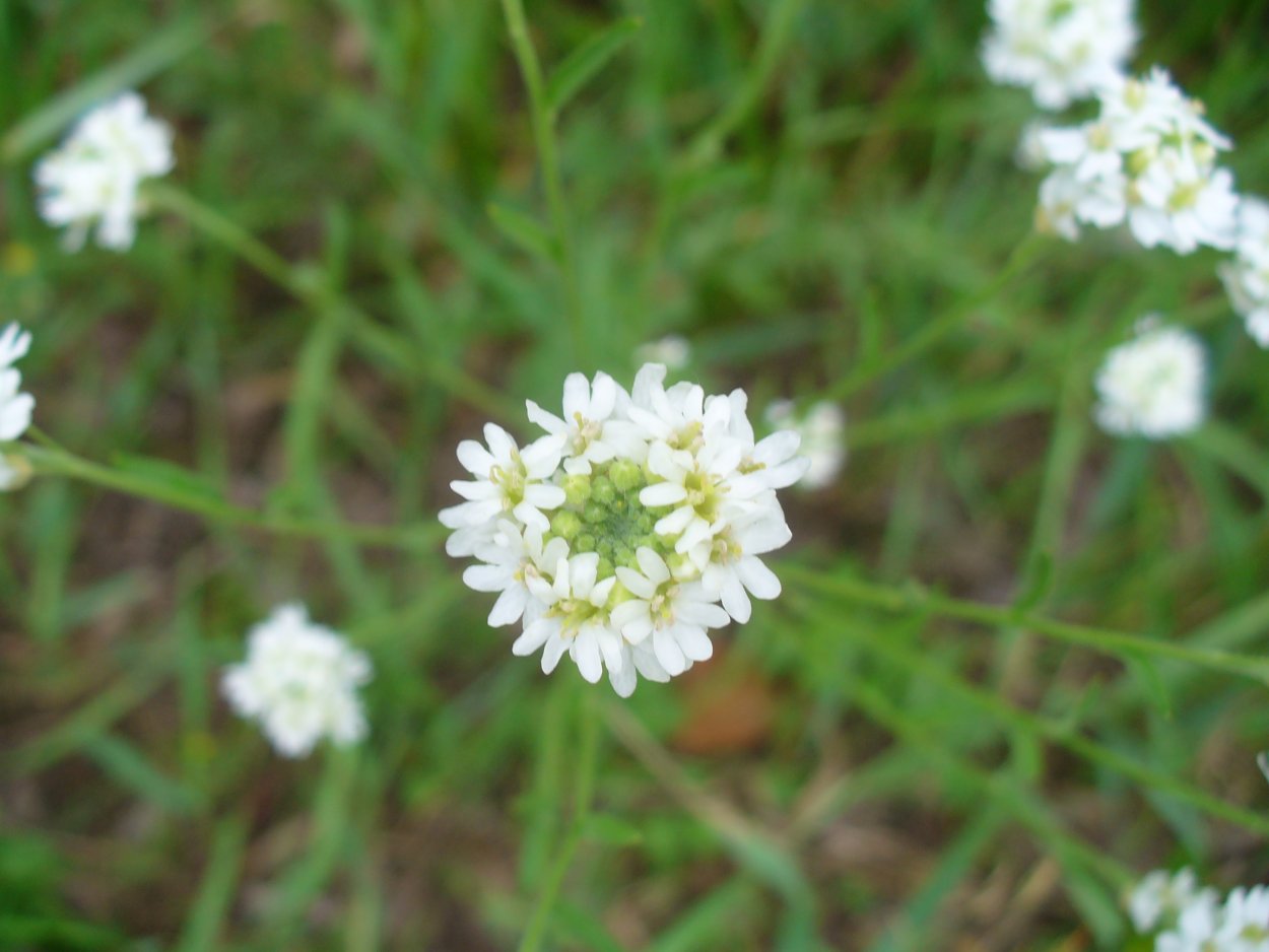 Икотник цепкий