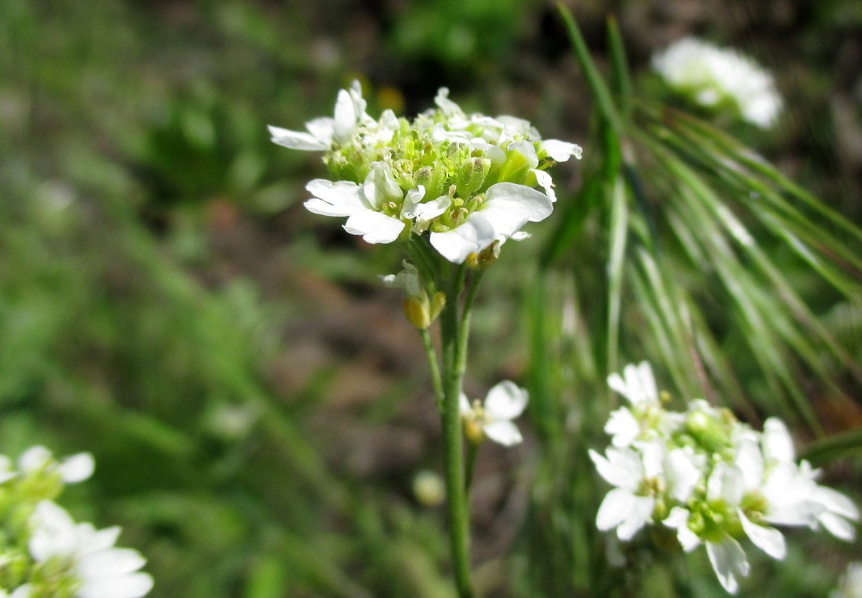 Икотник серый (Berteroa incana)