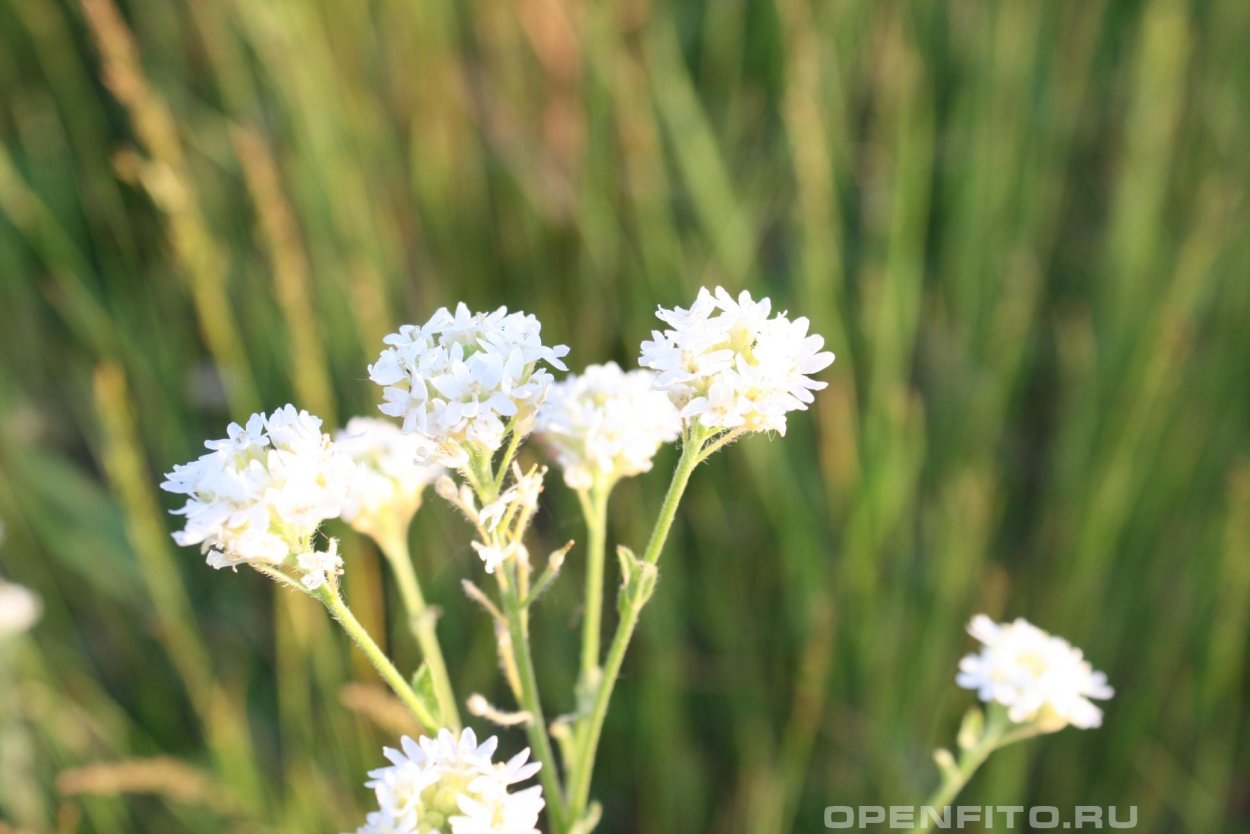 Икотник скальный