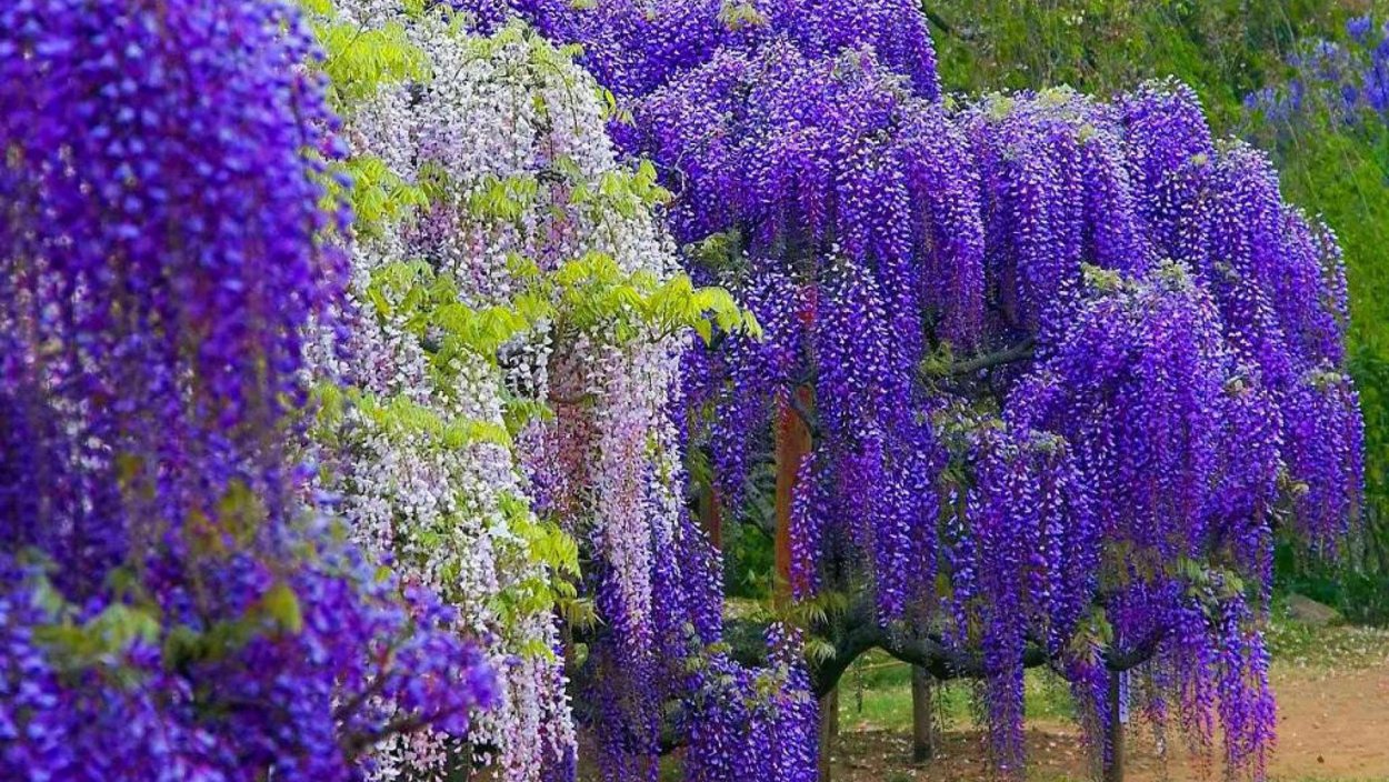 Клещевина Занзибар Грин