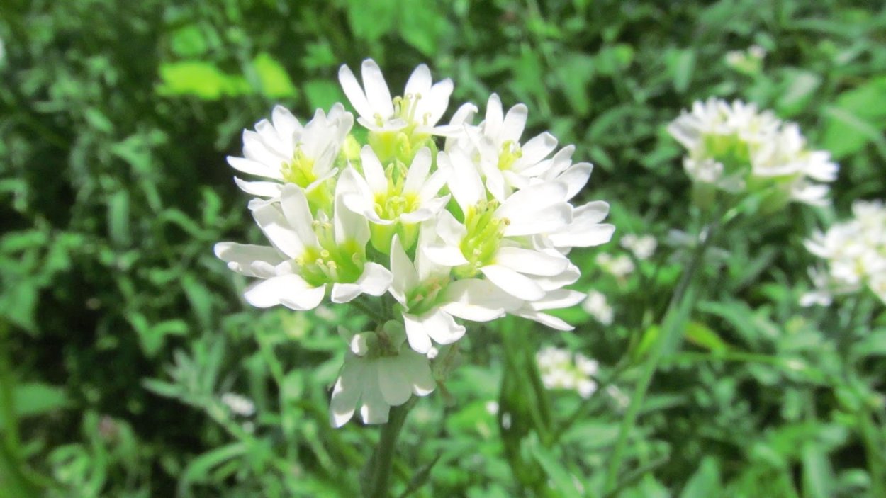 Икотник серый (Berteroa incana)