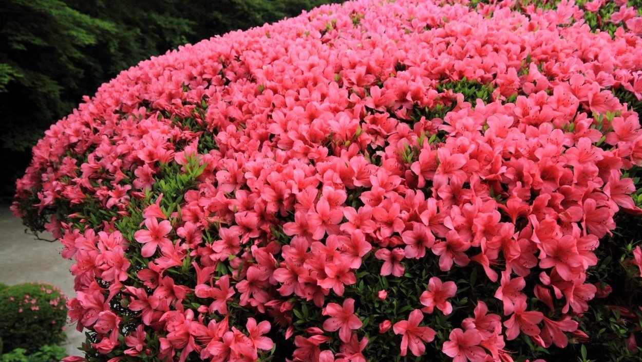 Парк Хитачи Сисайд