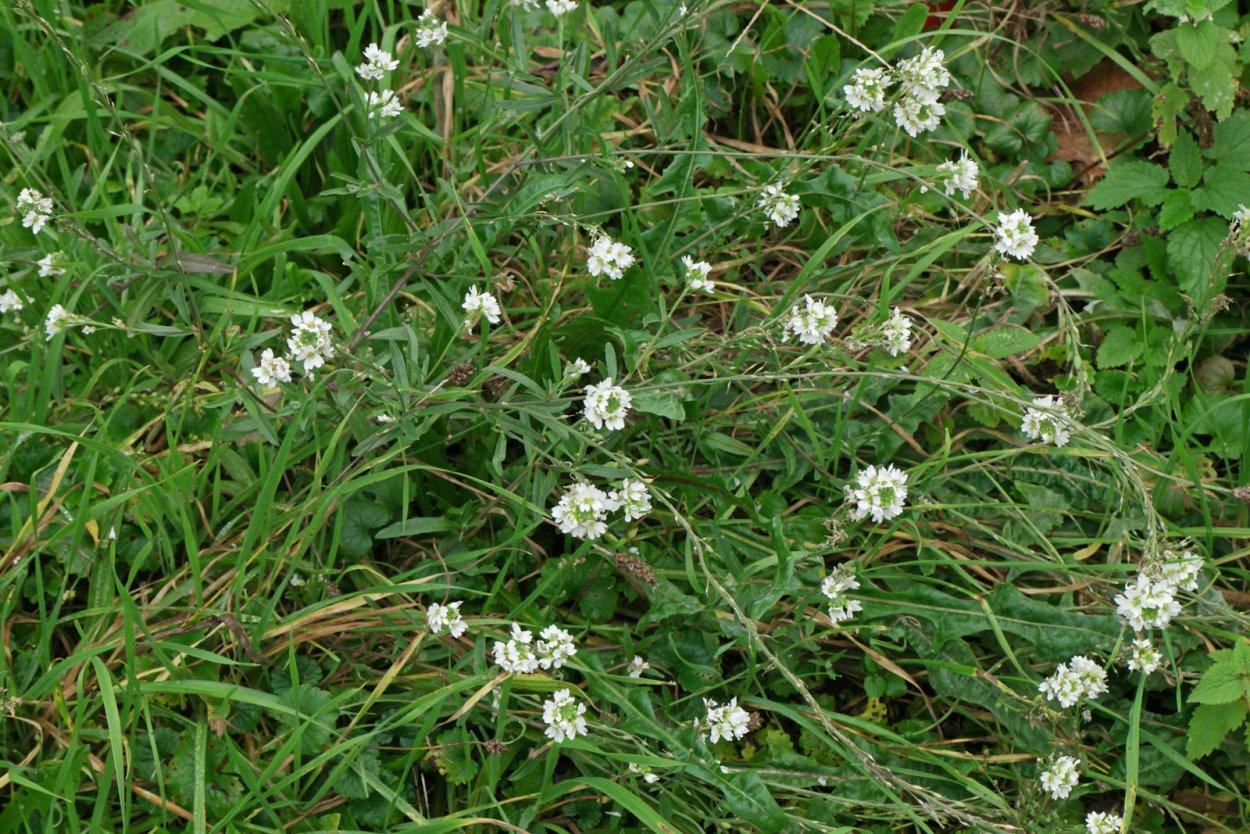 Трава для чая с белыми цветочками растущая на Урале название и фото