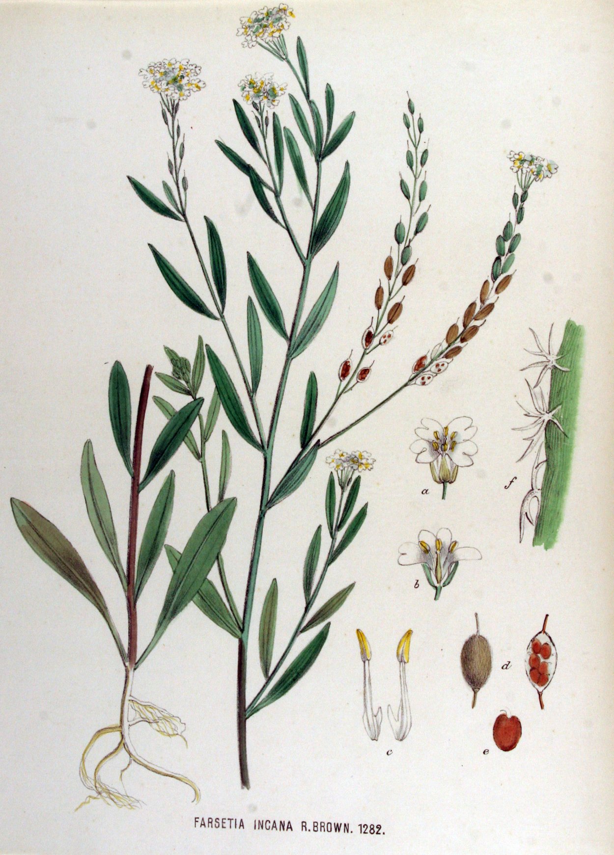 Икотник Бурачок