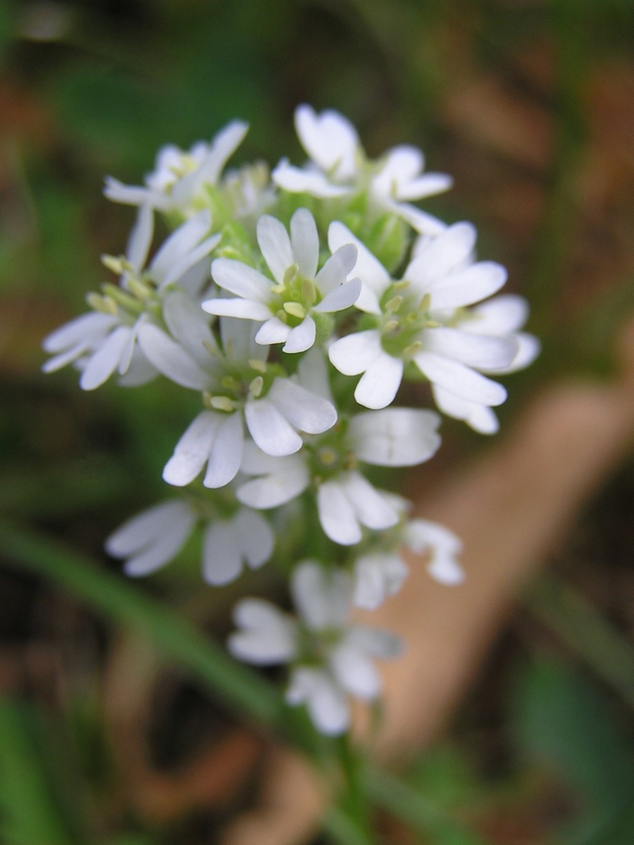 Икотник белый