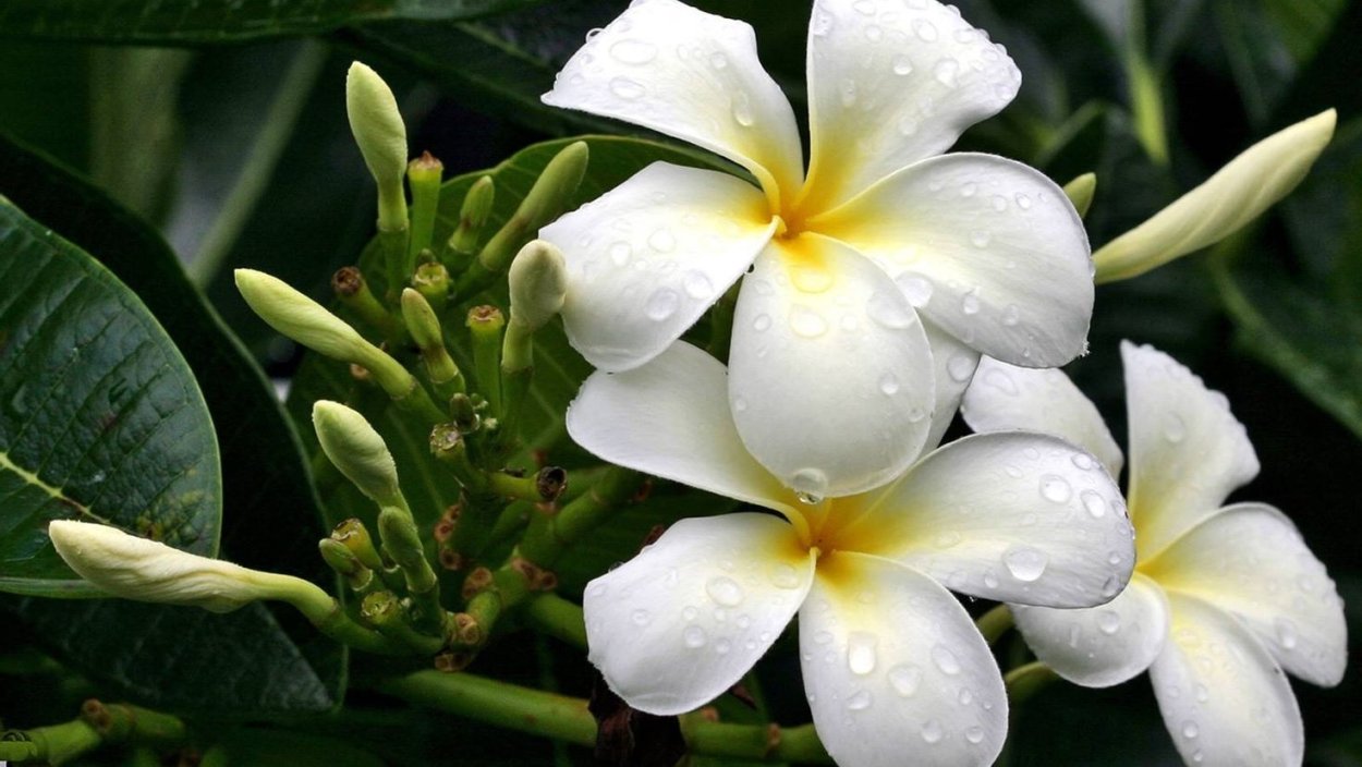 Георгин голубая Далия растение