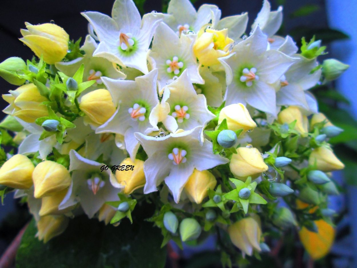 Валларис Глабра