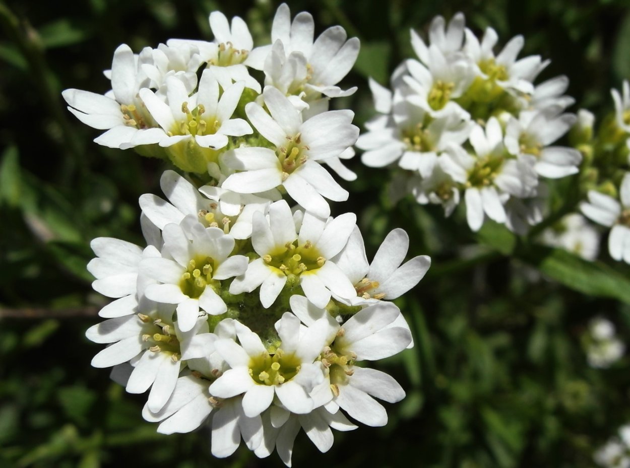 Чашечки у икотника