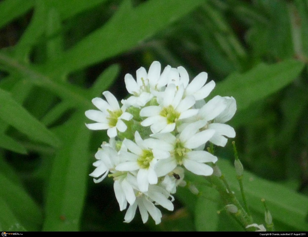 Икотник серый