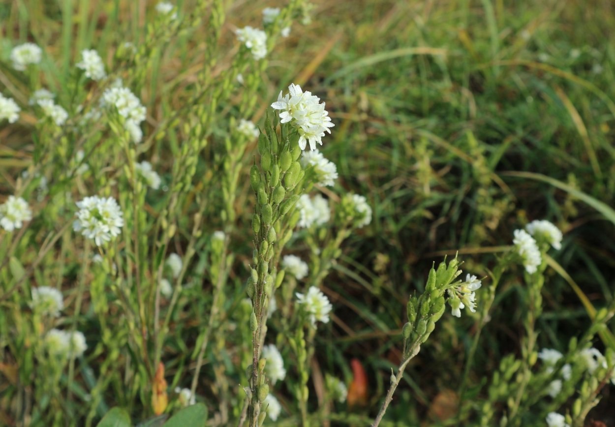 Икотник серо-зеленый описание