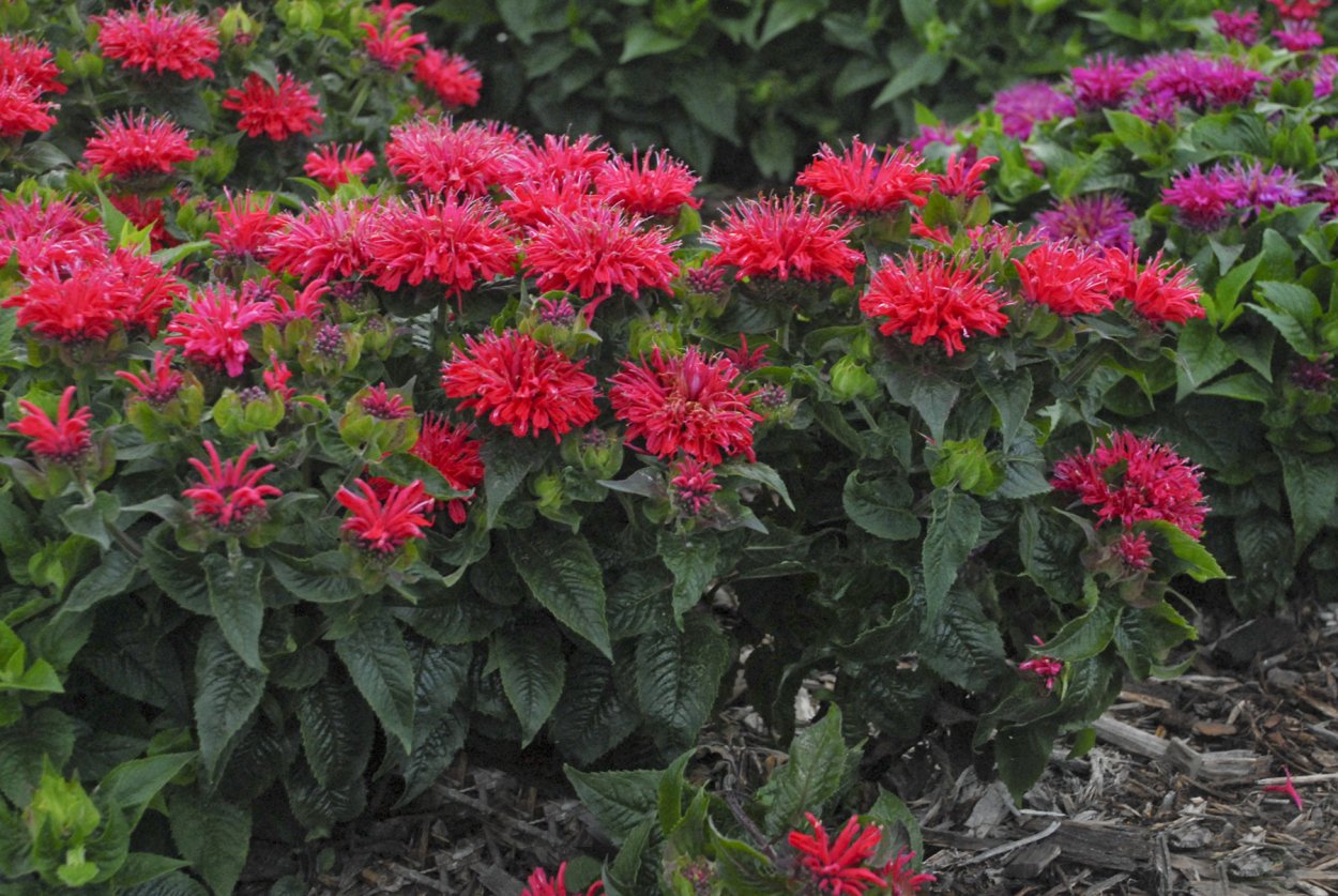 Гейхера в клумбе Моноклумба