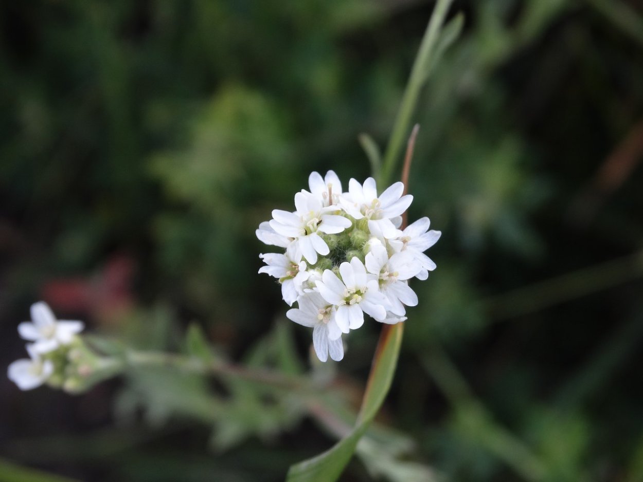 Икотник Бурачок