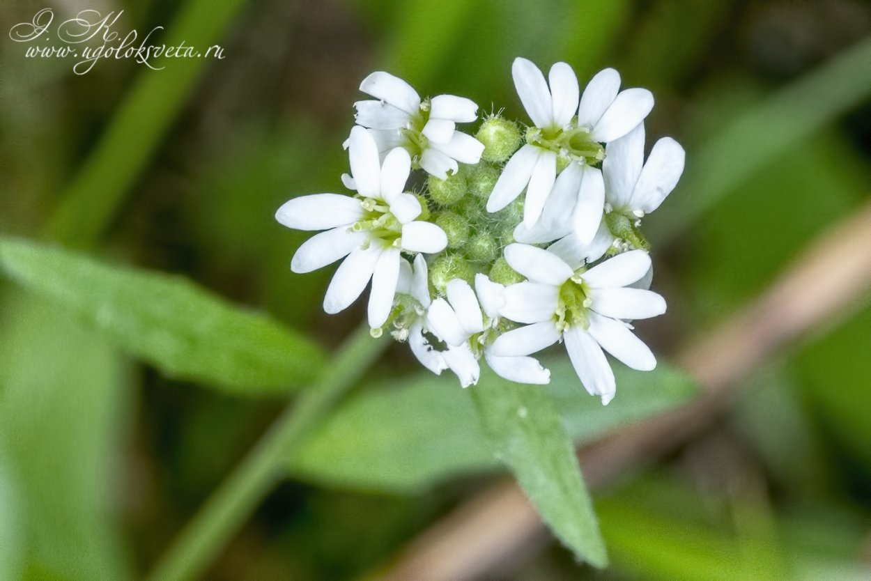 Икотник трава