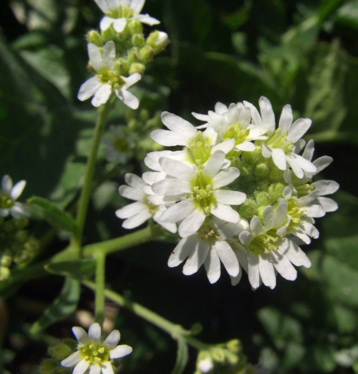 Хорст трава Икотник серый 50 г