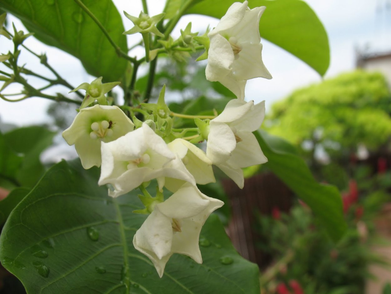 Vallaris glabra Валларис ароматный