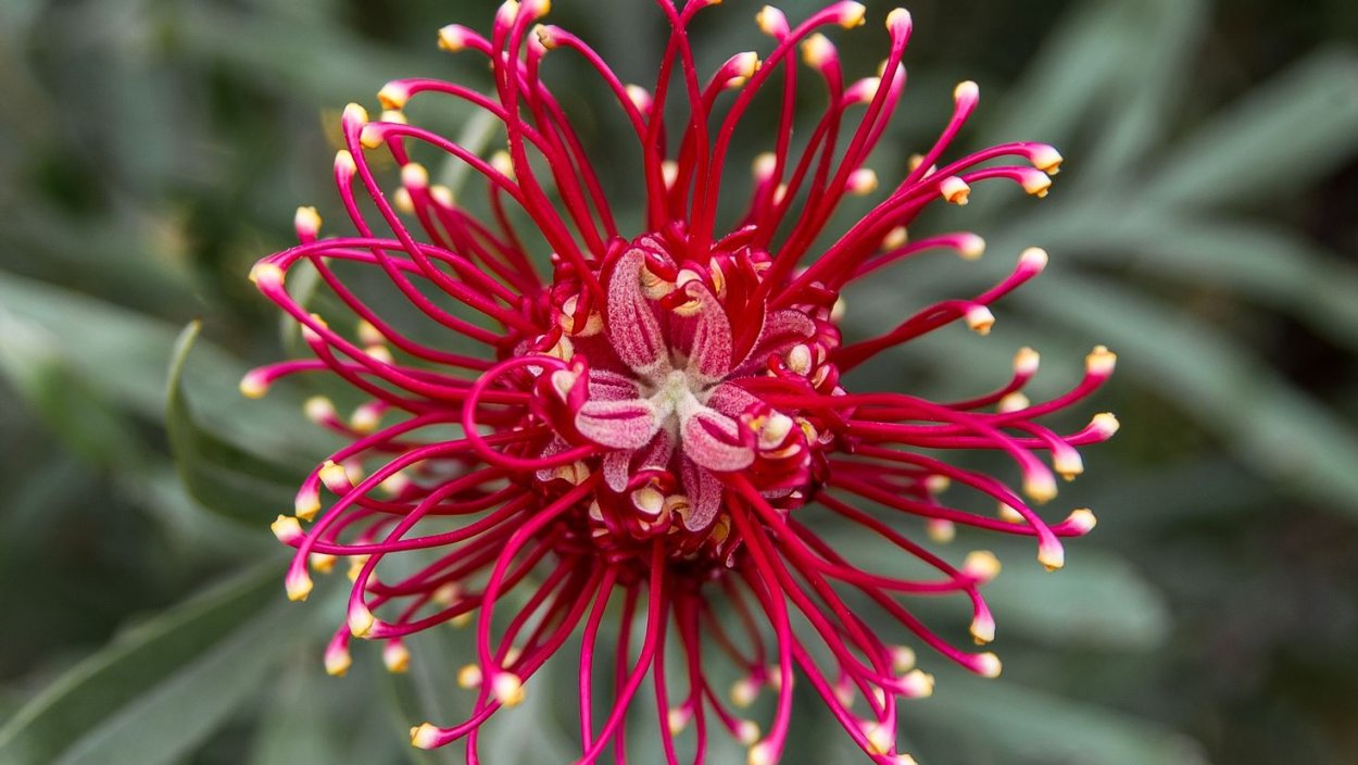 Асикага парк глициний