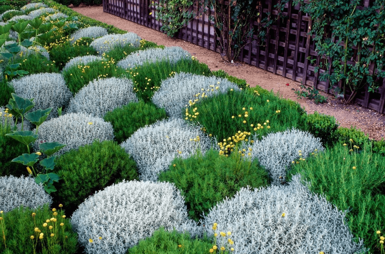 Кровохлебка лекарственная (Sanguisorba officinalis &#96;Tanna&#96;)