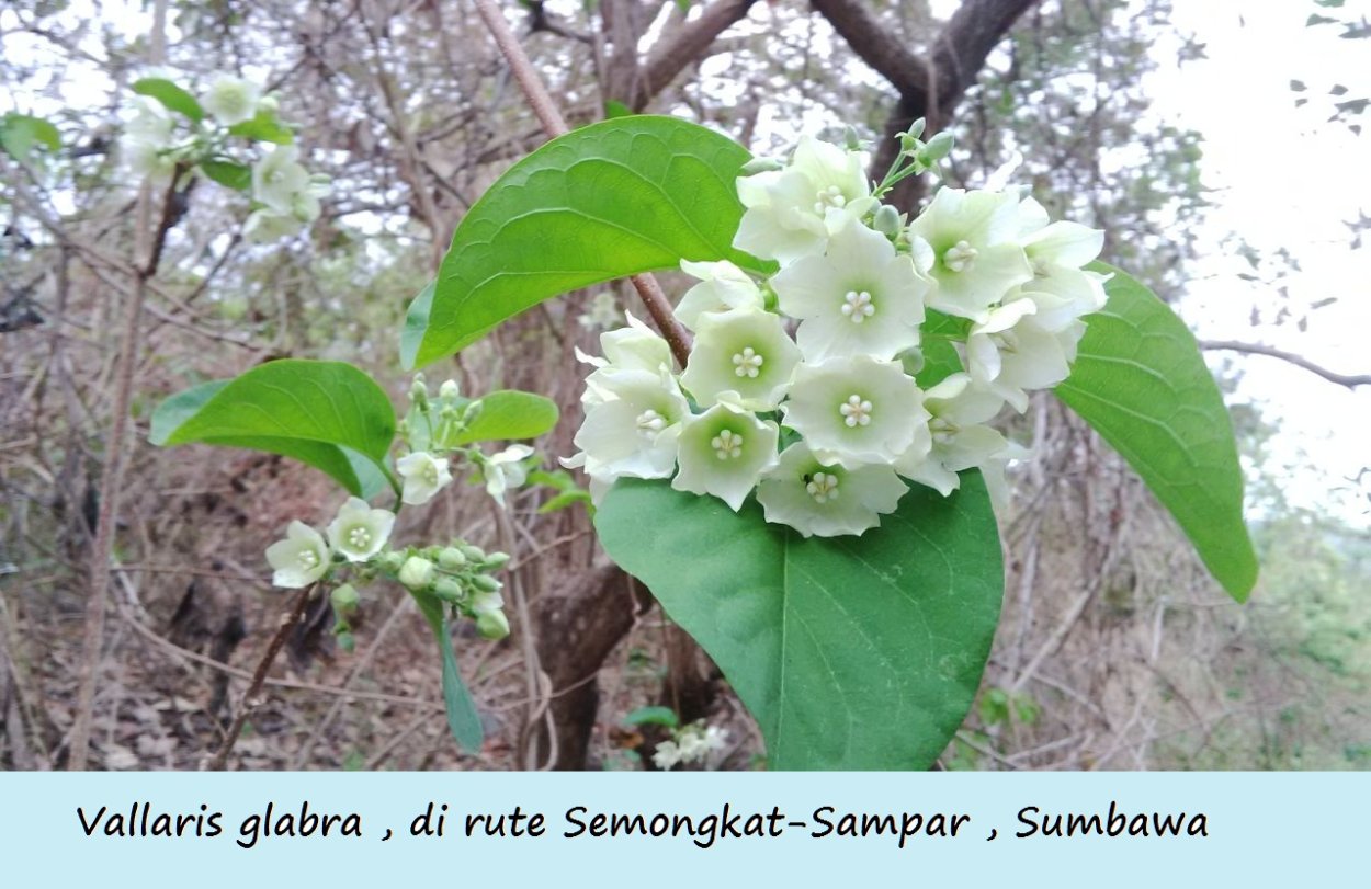 Цветок Бизон красный