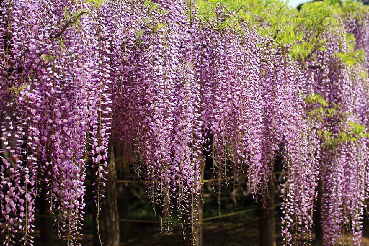 Кальмия узколистная