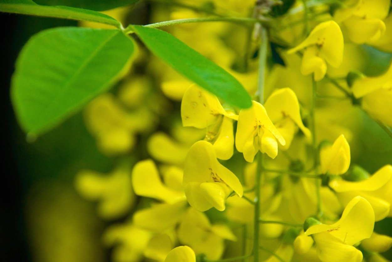 Акация Мотыльковые