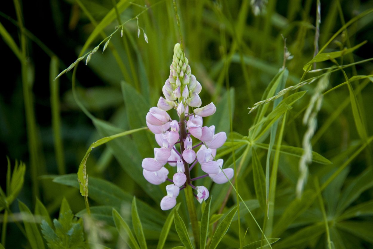 Люпин люцерна эспарцет
