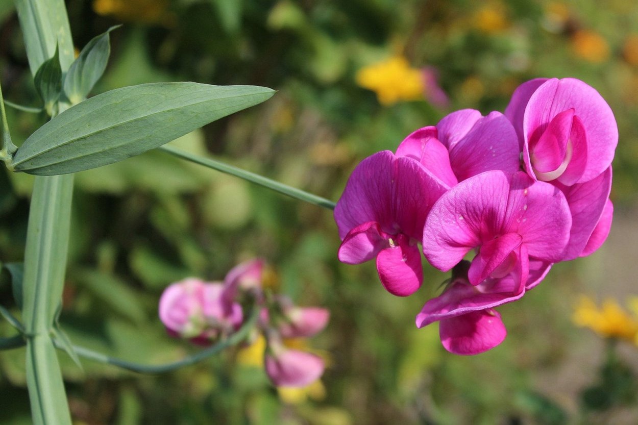 Душистый горошек (Lathyrus odoratus)