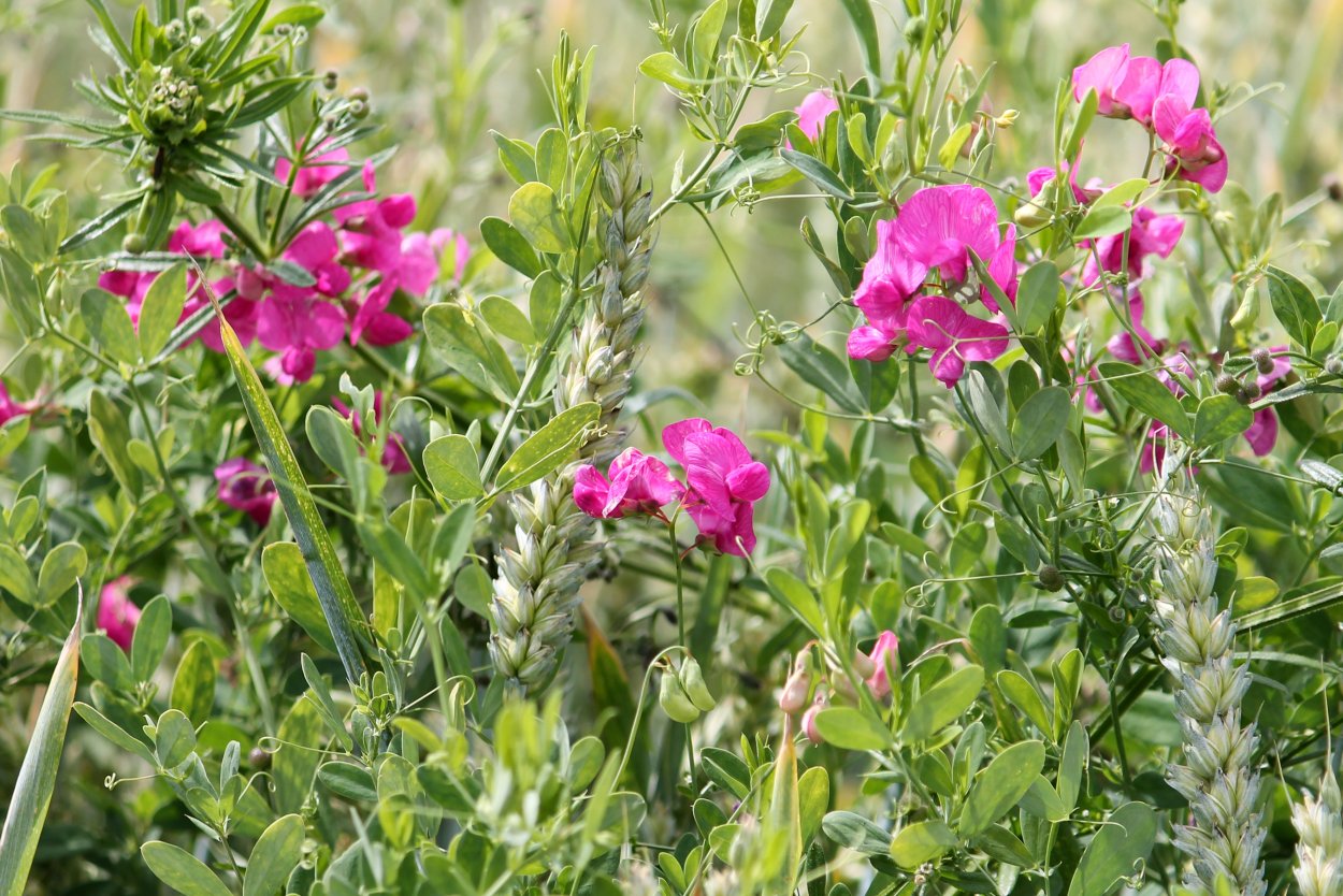 Вика растение бобовых