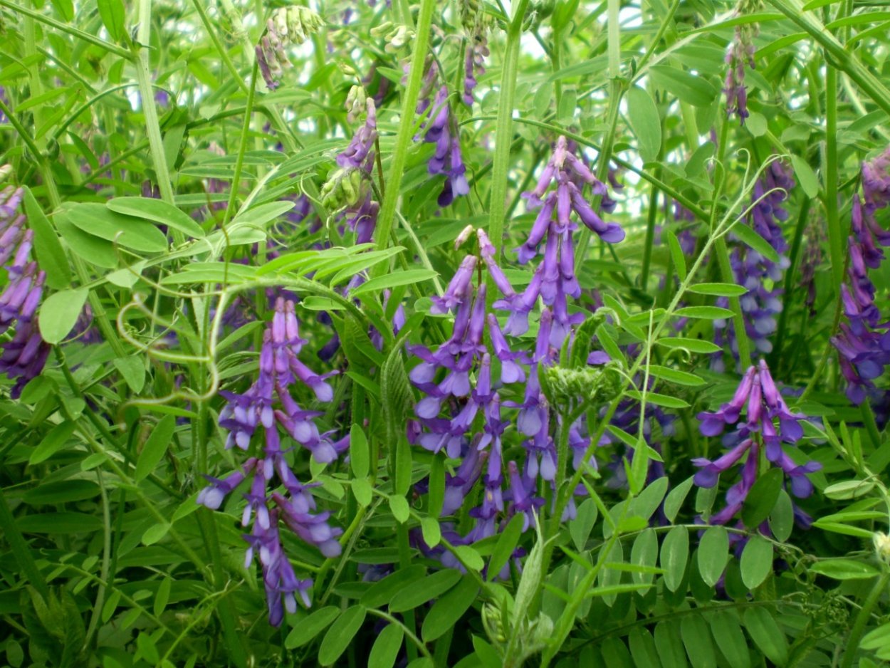 Вика мохнатая озимая