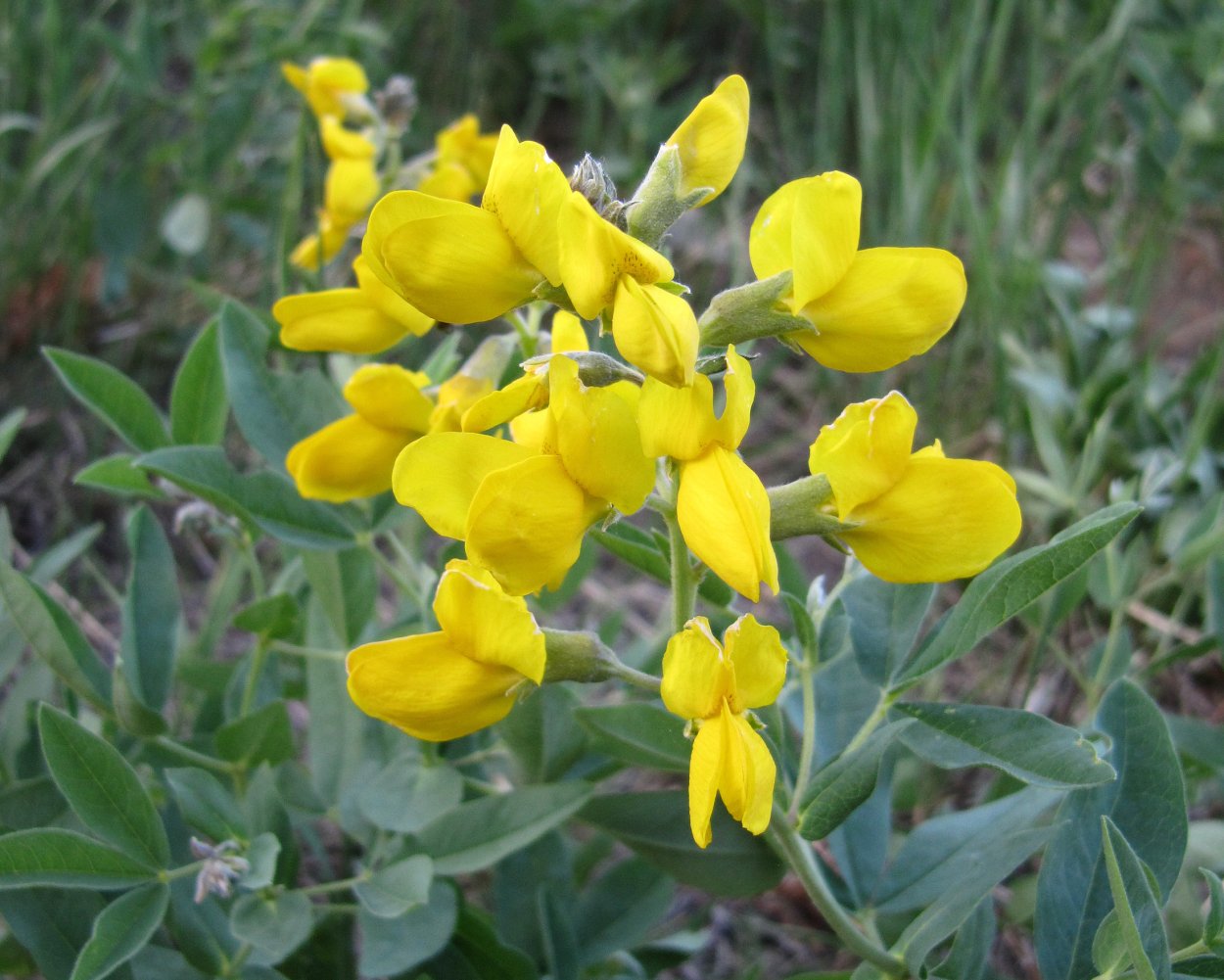 Термопсис ланцетный