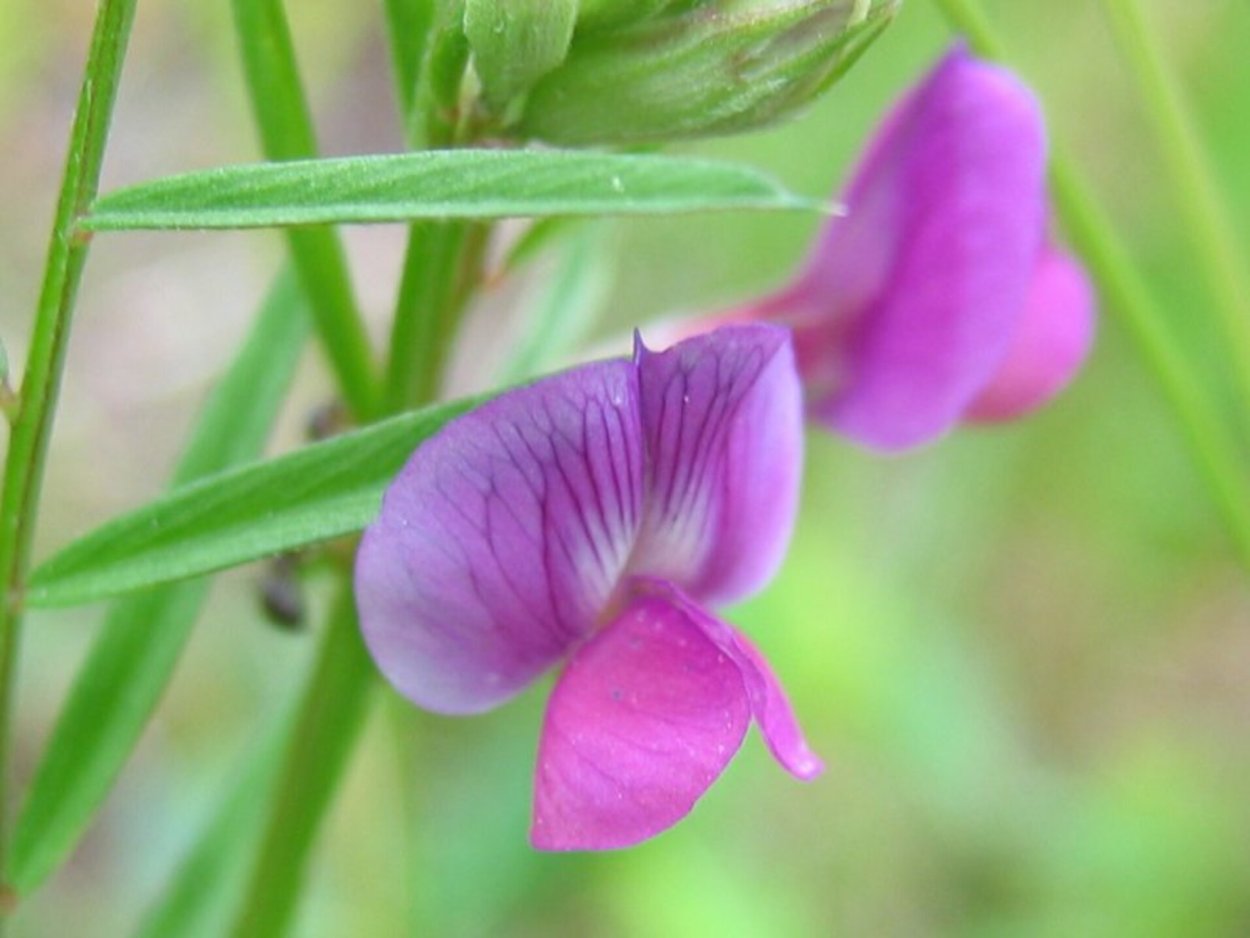 Вика посевная --- Vicia Sativa
