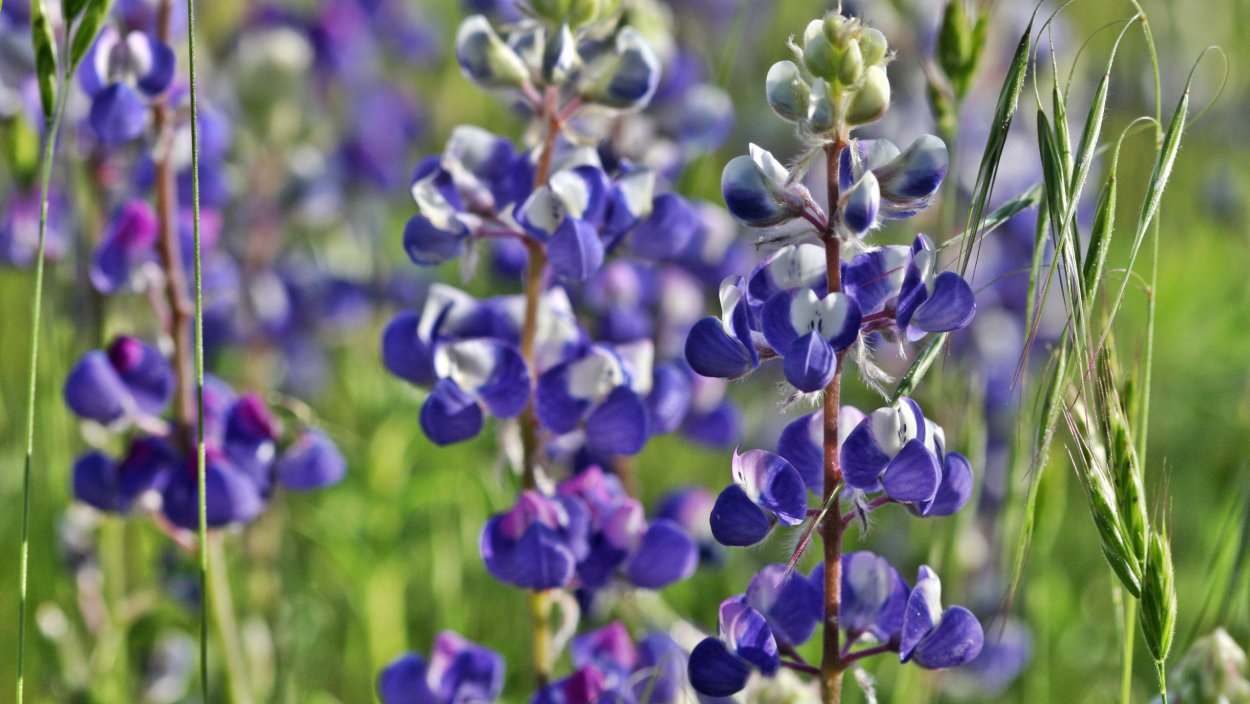 Rocky Mountain Wildflower Seed Mix