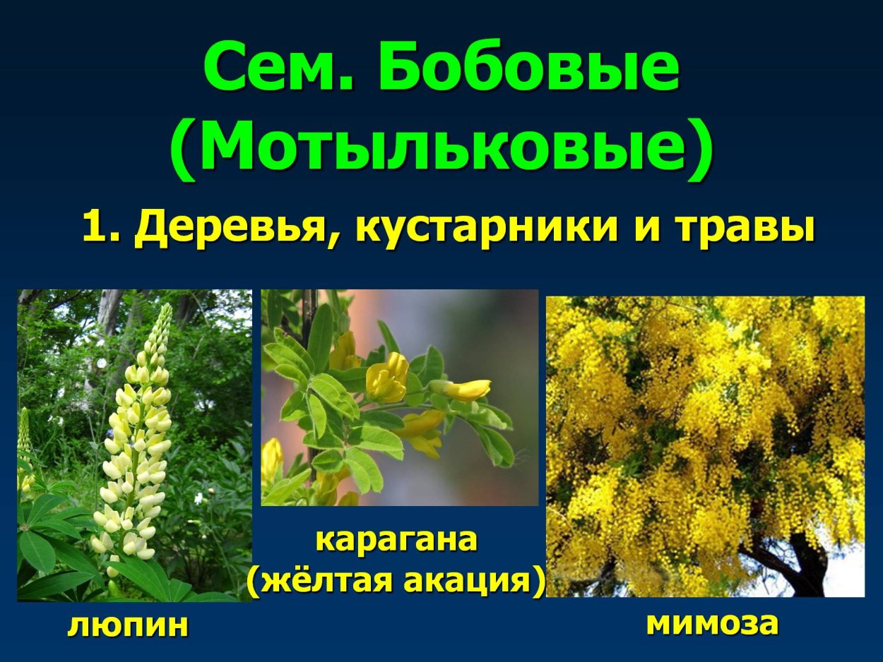 Семейство бобовые жёлтая Акация