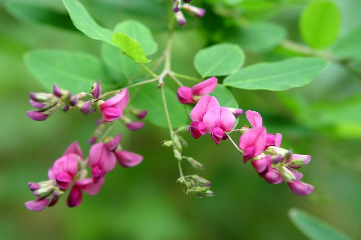 Леспедеца Тунберга