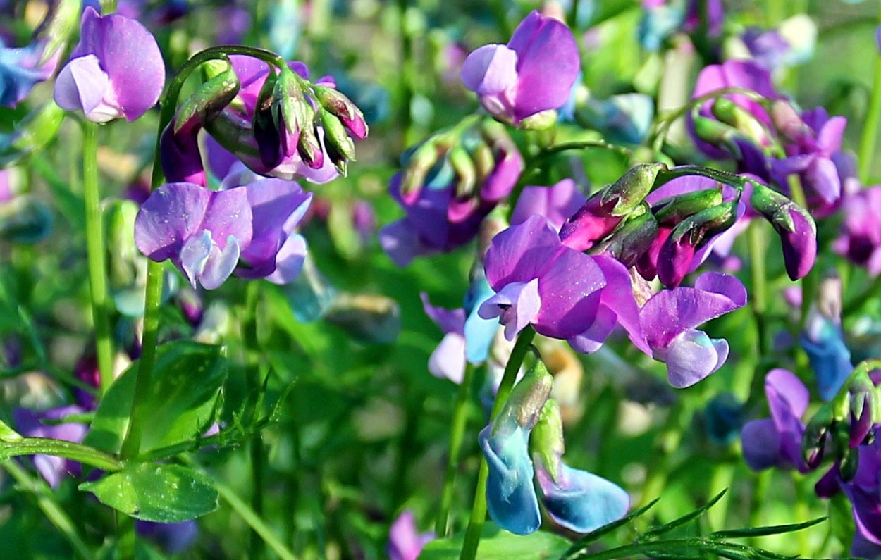 Чина (Lathyrus)