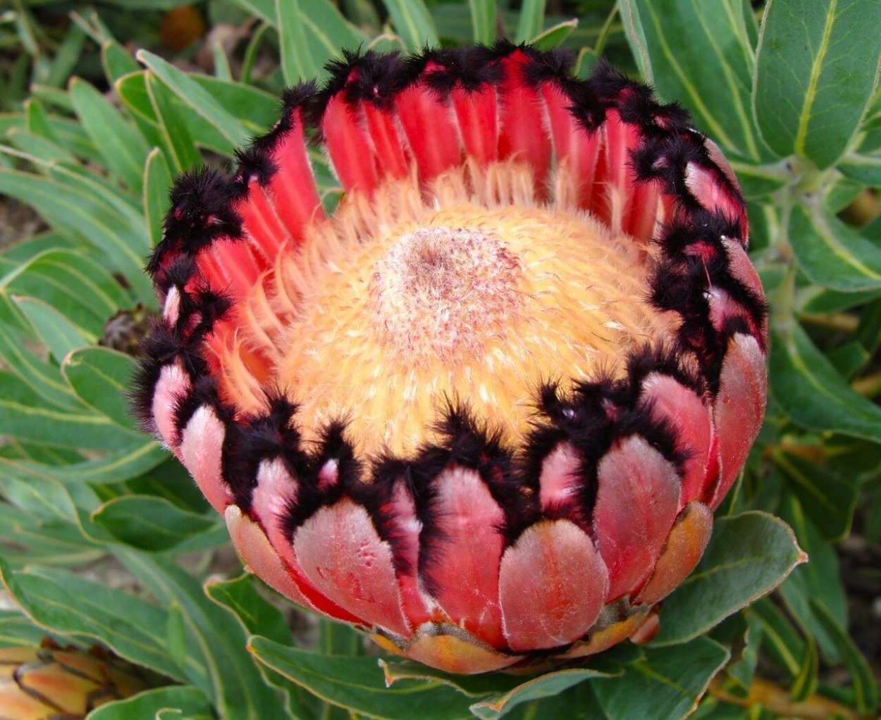 Протея Магнифика