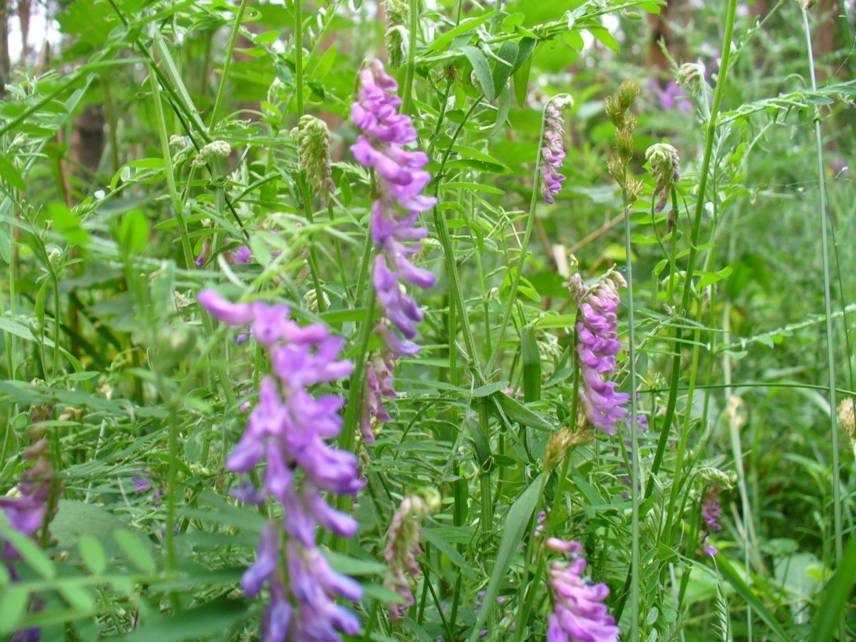 Горошек подзаборный